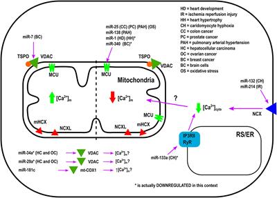 The Influence of MicroRNAs on Mitochondrial Calcium
